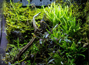 Hemigraphis Repanda Green terrarium plant by ACW, lush green foliage with textured leaves, suitable for decorative terrarium displays.