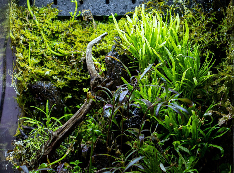 Hemigraphis Repanda Green terrarium plant by ACW, lush green foliage with textured leaves, suitable for decorative terrarium displays.