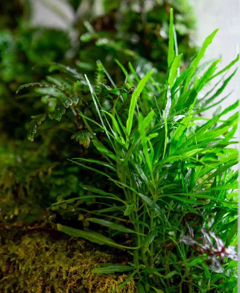 Green Hemigraphis Repanda terrarium plant by ACW with lush, layered foliage ideal for decorative indoor terrariums.