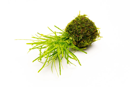 Hemigraphis Repanda Green on Clay Moss Ball - BucePlant.com