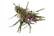 Hemigraphis Repanda / Dragon's Tongue Aquatic Plant - Buce Plant