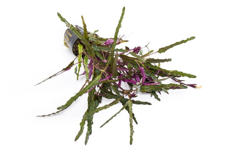 Hemigraphis Repanda / Dragon's Tongue Aquatic Plant - Buce Plant
