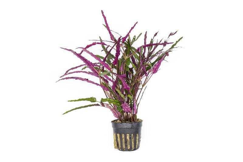 Hemigraphis Repanda / Dragon's Tongue Aquatic Plant - Buce Plant