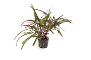 Hemigraphis Repanda / Dragon's Tongue Aquatic Plant - Buce Plant