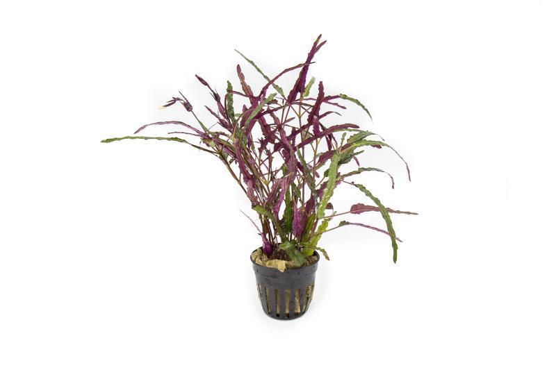 Hemigraphis Repanda / Dragon's Tongue Aquatic Plant - Buce Plant