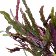 Hemigraphis Repanda / Dragon's Tongue Aquatic Plant - Buce Plant