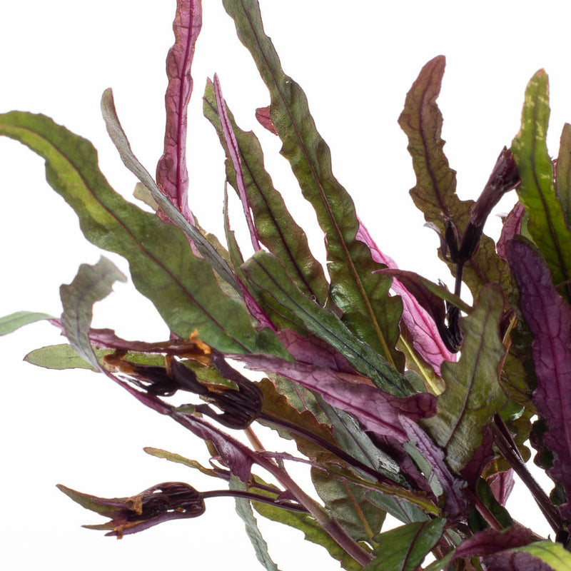 Hemigraphis Repanda / Dragon's Tongue Aquatic Plant - Buce Plant