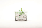 Heteranthera Zosterifolia Aquatic Farmer Tissue Culture Aquatic Plant - Buce Plant