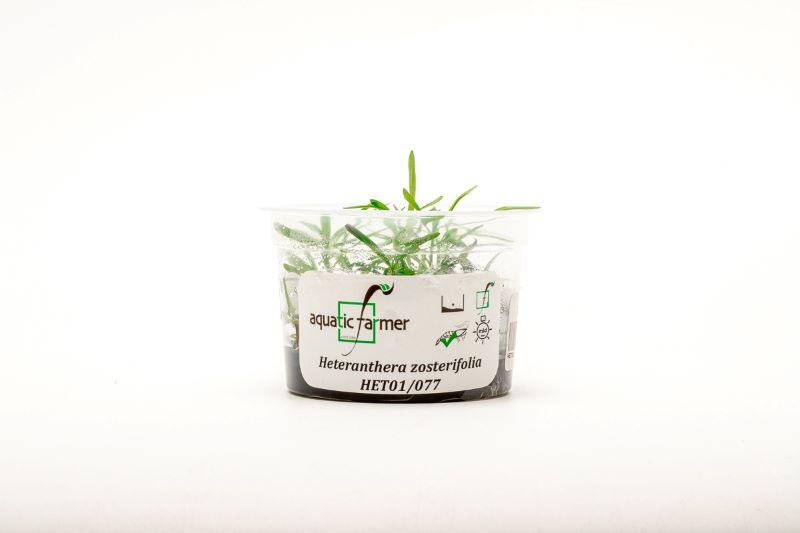 Heteranthera Zosterifolia Aquatic Farmer Tissue Culture Aquatic Plant - Buce Plant
