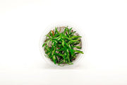 Heteranthera Zosterifolia Aquatic Farmer Tissue Culture Aquatic Plant - Buce Plant