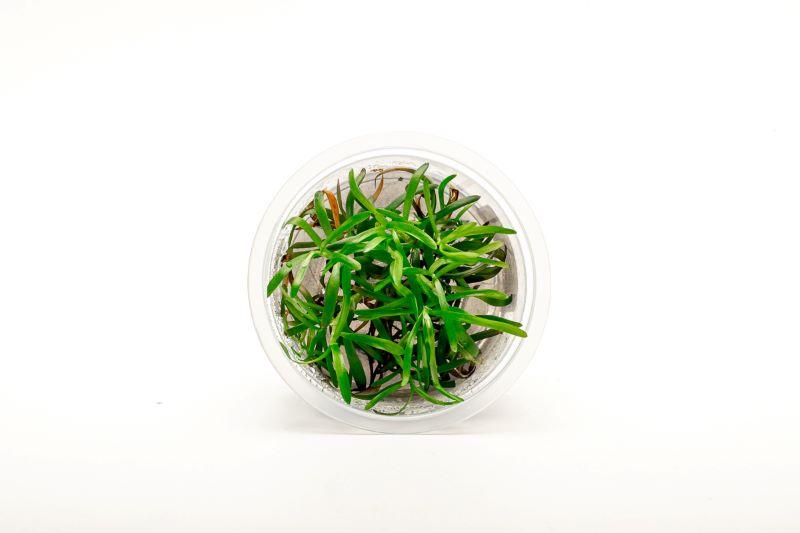 Heteranthera Zosterifolia Aquatic Farmer Tissue Culture Aquatic Plant - Buce Plant