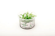 Heteranthera Zosterifolia Aquatic Farmer Tissue Culture Aquatic Plant - Buce Plant
