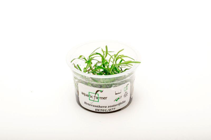 Heteranthera Zosterifolia Aquatic Farmer Tissue Culture Aquatic Plant - Buce Plant