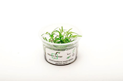 Heteranthera Zosterifolia Aquatic Farmer Tissue Culture