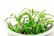 Heteranthera Zosterifolia Aquatic Farmer Tissue Culture Aquatic Plant - Buce Plant