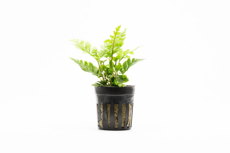 Heterogonium Pinnatum terrarium plant with lush green foliage, displayed in a small glass terrarium setup.