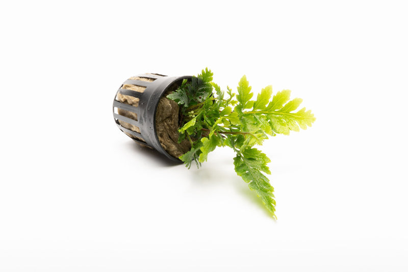 Healthy Heterogonium Pinnatum terrarium plant from ACW with lush green foliage and trailing stems.