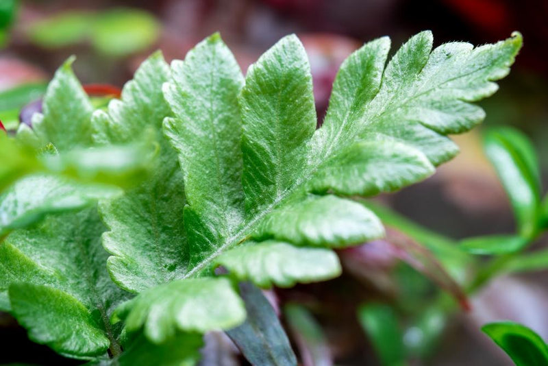 Heterogonium Pinnatum terrarium plant with lush green leaves, displayed in a natural setting on a terrarium ecosystem.