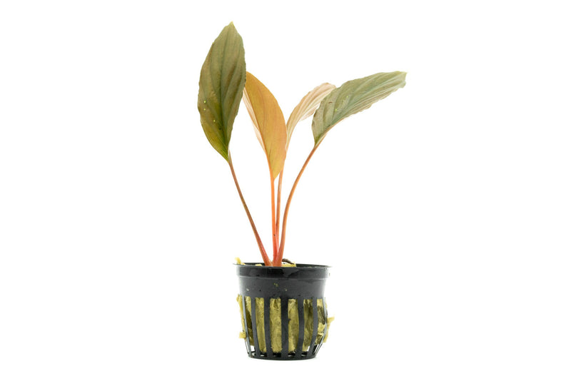 Homalomena Humilis aquatic plant by BUCE with lush green leaves, suitable for freshwater aquariums, shown in the image.