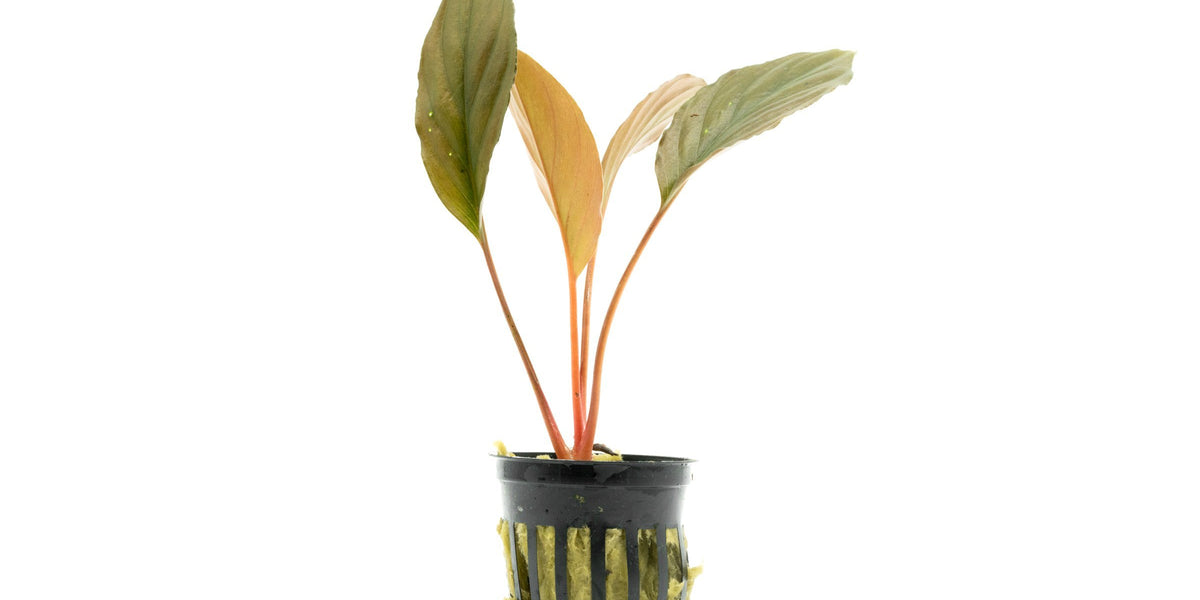 Homalomena Humilis — Buce Plant