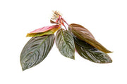 Homalomena Insignis aquatic plant with lush green leaves, cultivated by BUCE, suitable for freshwater aquariums.