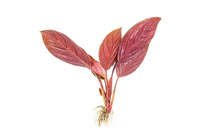 Homalomena Insignis aquatic plant by BUCE with lush green leaves, suitable for underwater or aquarium decoration.
