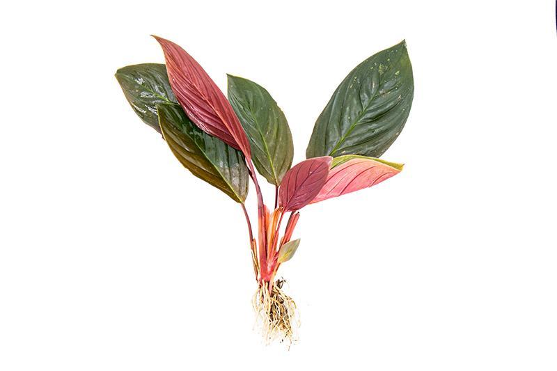 Homalomena Insignis aquatic plant from BUCE with broad green leaves, suitable for freshwater aquariums.