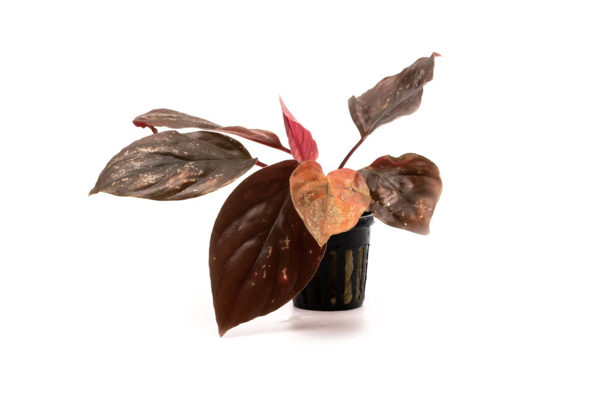 Homalomena sp. Sarawak Insignis TB便 Homalomena Insignis — Buce Plant