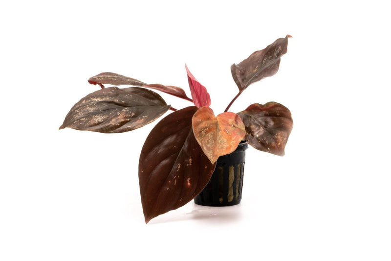 Homalomena Insignis aquatic plant with lush green leaves, showcased in a natural aquatic environment, by BUCE.