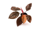 Healthy Homalomena Insignis aquatic plant by BUCE with lush green leaves, suitable for freshwater aquariums.