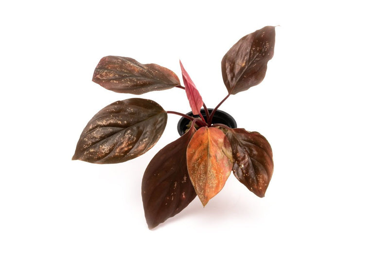 Healthy Homalomena Insignis aquatic plant by BUCE with lush green leaves, suitable for freshwater aquariums.
