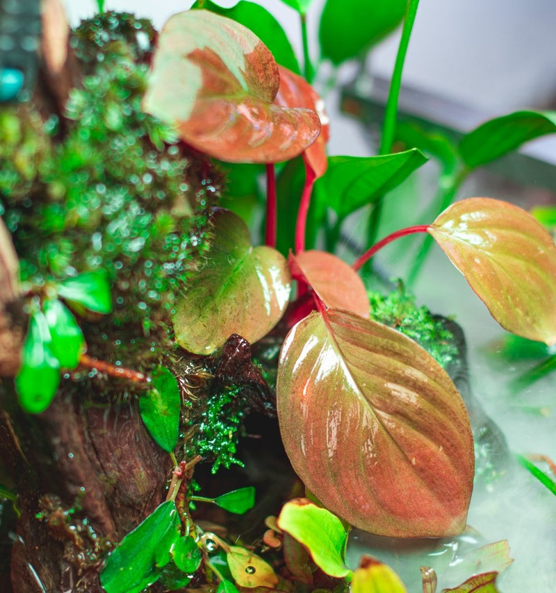 Homalomena Insignis aquatic plant from BUCE with lush green, broad leaves suitable for freshwater aquariums.