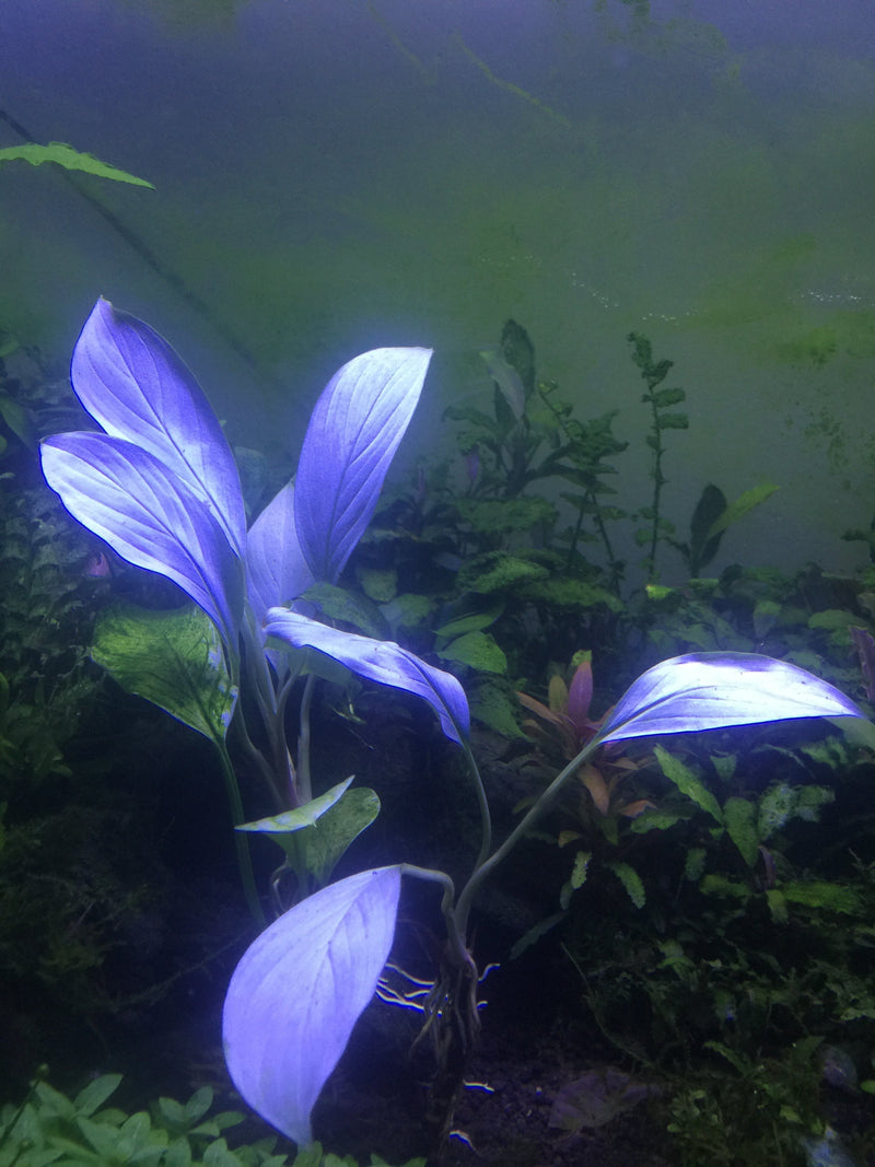 Homalomena Silver aquatic plant by BUCE with silvery-green leaves, ideal for freshwater aquariums and aquatic plant displays.