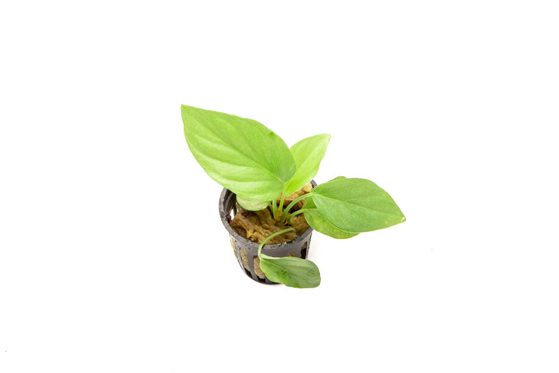 Homalomena Silver aquatic plant by BUCE with silvery-green leaves, suitable for freshwater aquariums.
