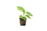 Homalomena Silver aquatic plant from BUCE with silver-green leaves, ideal for freshwater aquariums and aquatic environments.