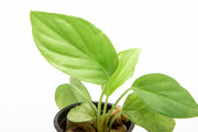 Homalomena Silver aquatic plant by BUCE featuring silver-green leaves, ideal for freshwater aquariums.