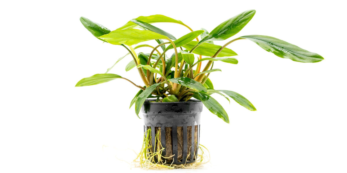 homalomena-sp-sekadau-south-