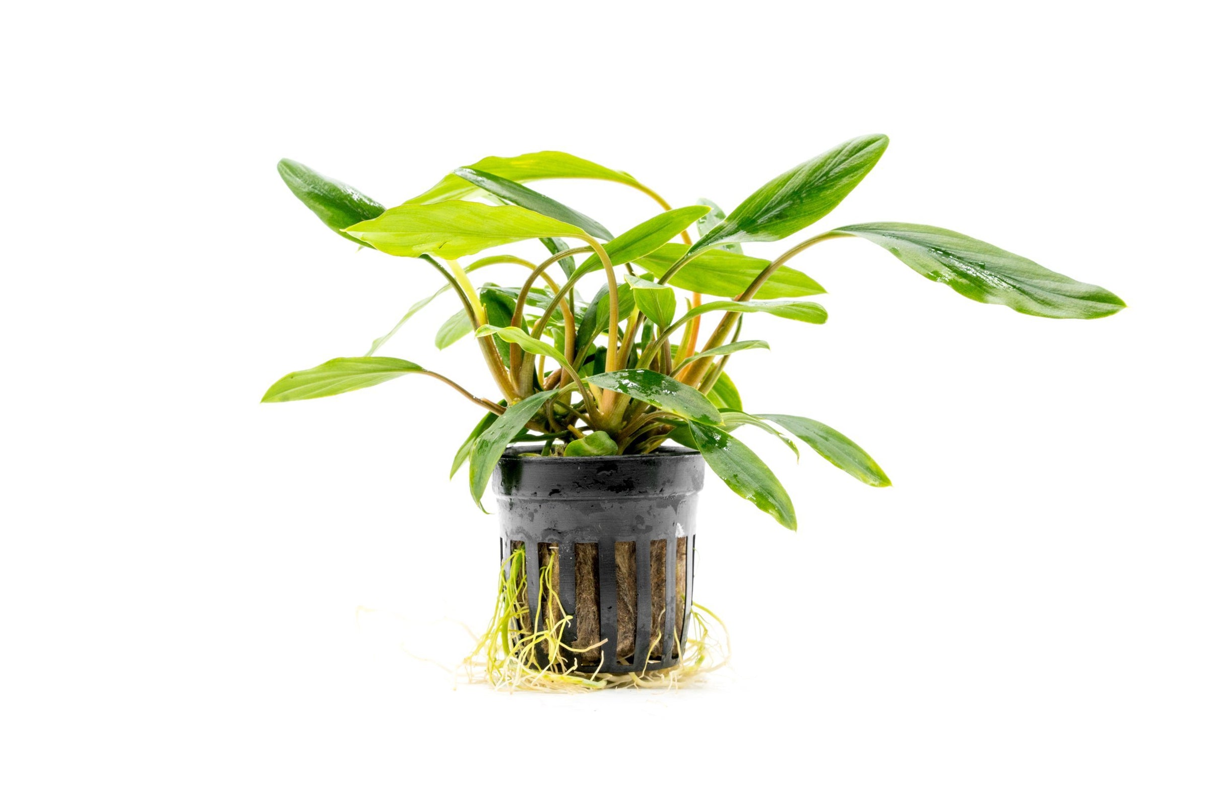 Homalomena Sp. Sekadau South Aquarium Plant — Buce Plant