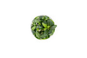Homalomena Sp Sekadau South UNS Tissue Culture Aquatic Plant - Buce Plant