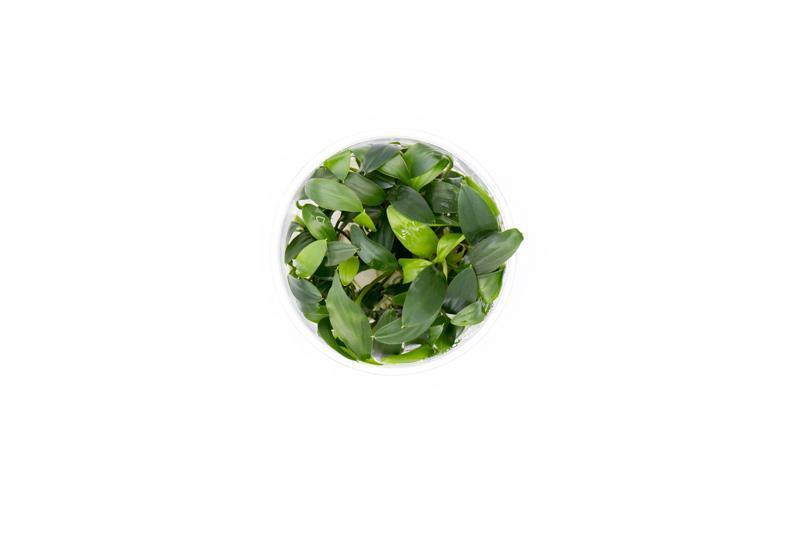 Homalomena Sp Sekadau South UNS Tissue Culture Aquatic Plant - Buce Plant