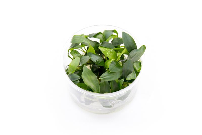 Homalomena Sp Sekadau South UNS Tissue Culture Aquatic Plant - Buce Plant