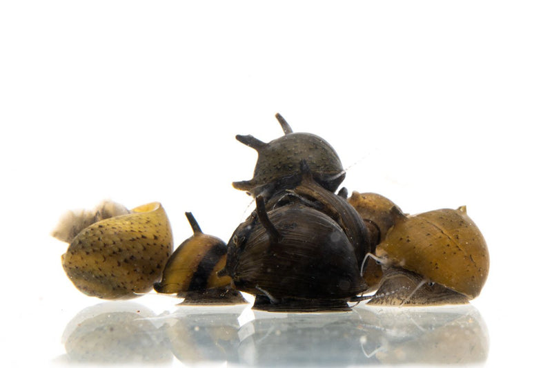 JA Horned Nerite Snail, freshwater aquatic snail with distinctive horned shell, ideal for aquarium algae control.