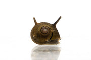 Horned Nerite Snail from JA, showcasing its distinctive horned shell and vibrant markings, ideal for aquarium cleaning.