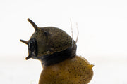 Horned Nerite Snail from JA, close-up showing detailed shell with horn-like projections, ideal for freshwater aquarium cleanup.