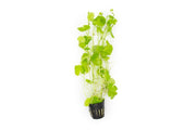 Aquatic Hydrocotyle Leucocephala plant by ACW with lush green, rounded leaves suitable for freshwater aquariums.
