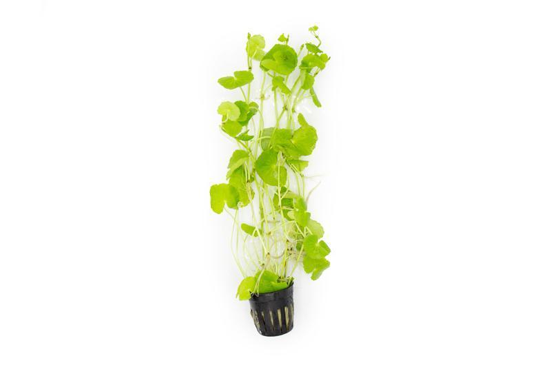 Aquatic Hydrocotyle Leucocephala plant by ACW with lush green, rounded leaves suitable for freshwater aquariums.