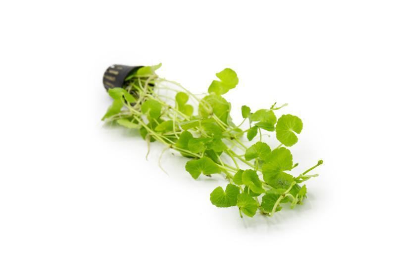 Healthy Hydrocotyle leucocephala aquatic plant from ACW with lush green leaves, ideal for freshwater aquariums.