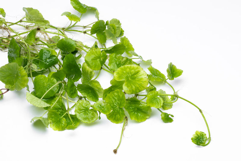 Hydrocotyle Leucocephala aquatic plant with lush green, round leaves, ideal for freshwater aquariums, by ACW.