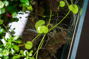 Healthy Hydrocotyle Leucocephala aquatic plant from ACW with lush green leaves, ideal for freshwater aquariums.
