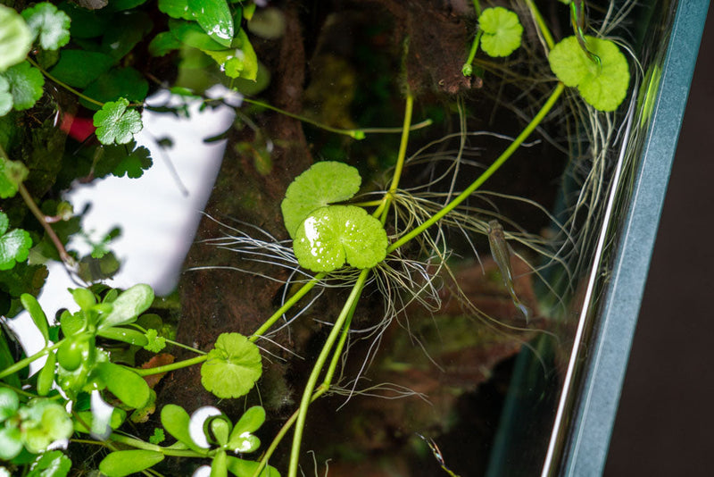 Healthy Hydrocotyle Leucocephala aquatic plant from ACW with lush green leaves, ideal for freshwater aquariums.